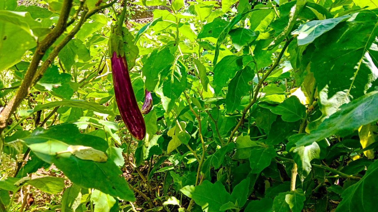 Ceylon Amigos Eco Resort Sigiriya Eksteriør bilde