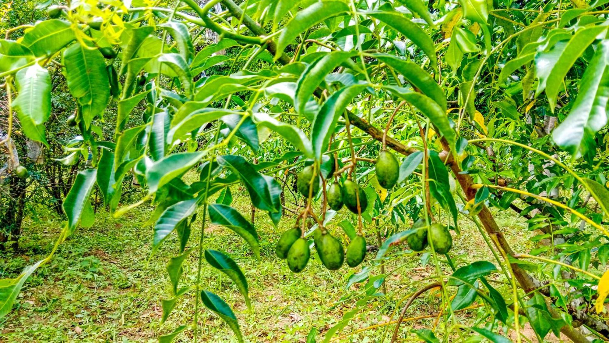 Ceylon Amigos Eco Resort Sigiriya Eksteriør bilde